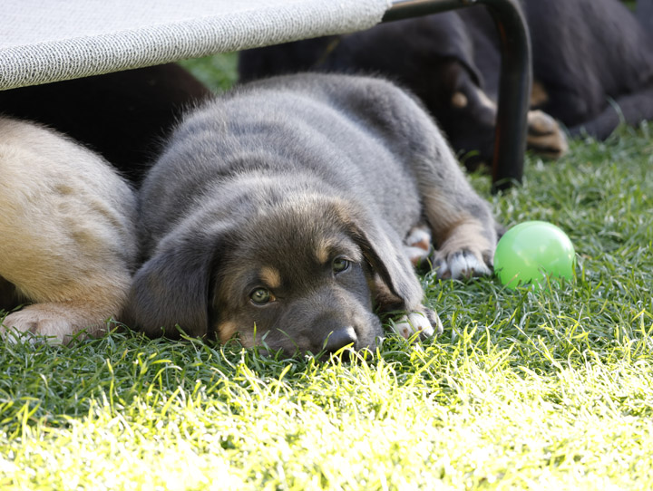 chinook dog